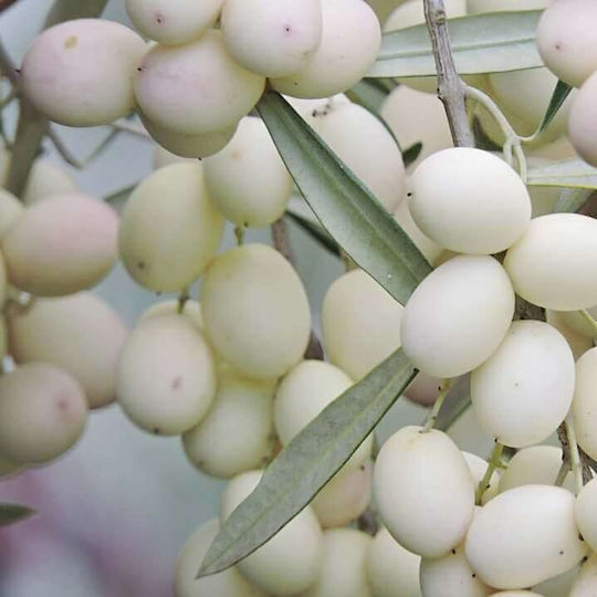 "ελιά Λευκή" Λευκοελιά Olive Tree White Bonsai