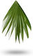 Serenoa Palmetto Sägepalmetto 30ml