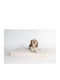 Pet Gallery Mattress Dog Gold 80x55cm.
