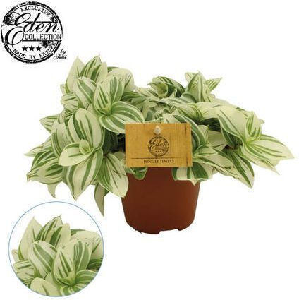 Tradescantia Brightness Telegraph Tradescantia Brightness Telegraph