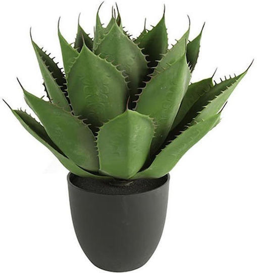 Aloe im Topf H45xD57cm
