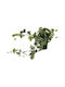Artificial Plants & Planter Hang Plant In PP Pot 80cm 317221280