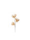 Aroma Essence Künstliche Blumen Schaumstoff PVC Beige 70 Set aus 6 Stück 031722 Schaumstoff PVC
