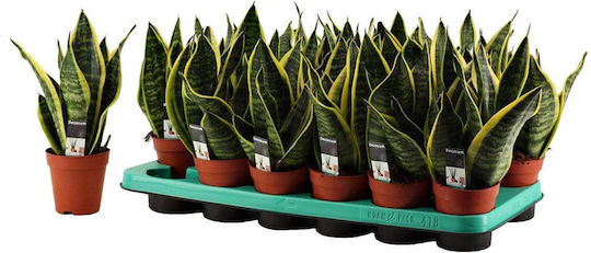 Sansevieria Tr 'Futura Superba' 9cm
