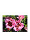Rosa Babylon Eyes 'trendy' 3lt