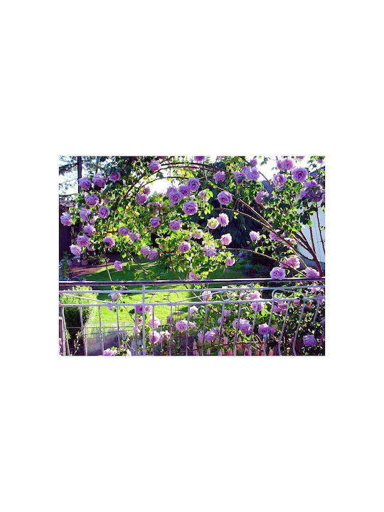 Climbing Rose Cutting Blue Lilac Color