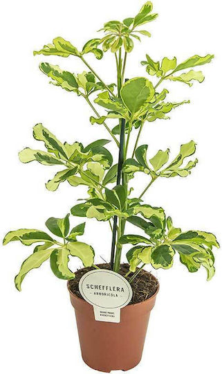 Schefflera 'charlotte' 13cm