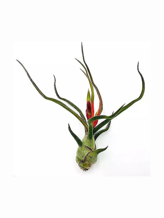 Tillandsia Bulbosa