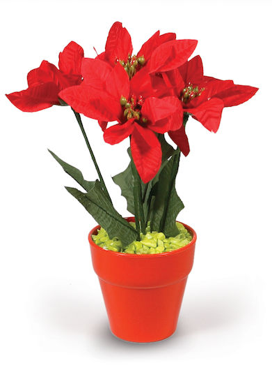 Ghiveci cu Poinsettia Portocalie 5 Flori 25cm -008772-o