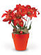 Poinsettia Orange Plastic Pot 7 Glitter Flowers 30cm 008734-o