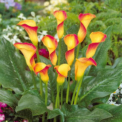 Primasem Bulb Calla Orange