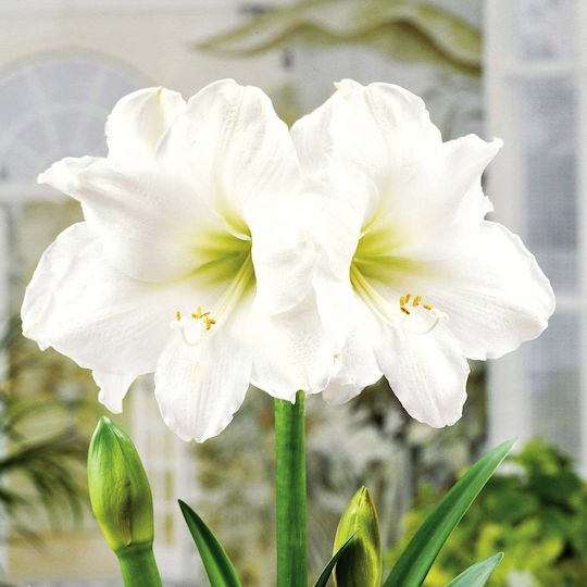 Bulb Amaryllisς White