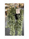 Dekorative Hängepflanze 60 cm