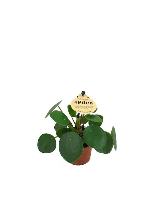 Pilea Peperomioides 6cm