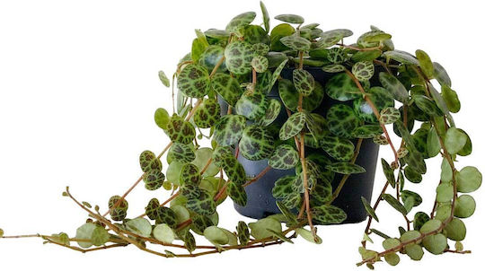 Peperomia Prostrata 11cm