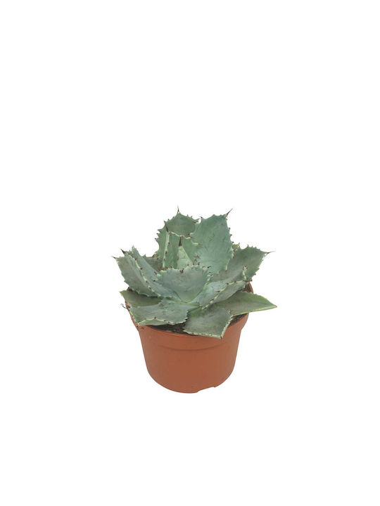 Agave Potatorum 10.5cm Agave Potatorum 10.5cm