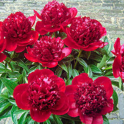 Red Charm Bulb Peony Red