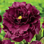 Black Beauty Bulb Peony Black