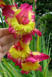 Far West Bulb Gladiolusς Green