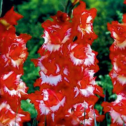 Sparkler Bulb Gladiolusς Green