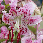 Speciosum Rubrum Луковица Lilium White