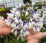 Fireworks Bulb Agapanthus