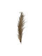 Dried Reed Flower Plant 2pcs 374-225-565 (Various Designs)