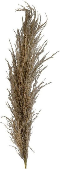 Dried Reed Flower Plant 2pcs 374-225-565 (Various Designs)