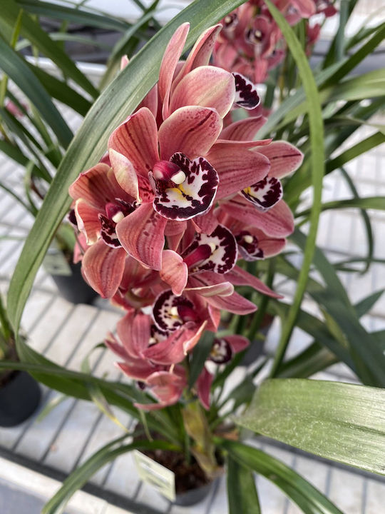 Detaliu Cymbidium Roșu Negru