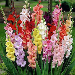 Folder Bulb Gladiolusς Green