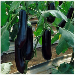 Wonderseed Seeds Aubergine Black