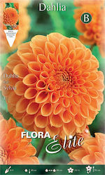 Gemma Dahlien Orange