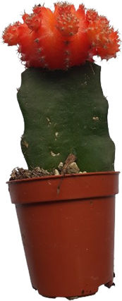 Кактус Gymnocalycium Присаден Оранжев В:13см Ø6см
