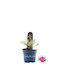 Hydrangea Royalty 'lady Mata Hari' Pink 17cm