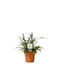 Nephrolepis 'duffii' 12cm
