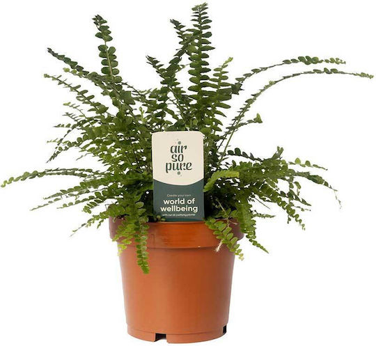 Nephrolepis 'duffii' 12cm
