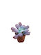Echeveria 'Paul Bunyan' 8,5 cm