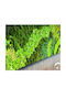 Decorative Moss Panel Natural Preserved Eternal 1.20 X 2m