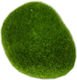 Aqua Nova Moss Stone 6x5 Cm