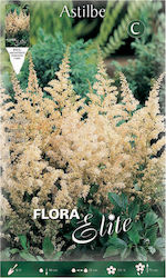 Flora Elite Bec Astilbe Alb Târziu