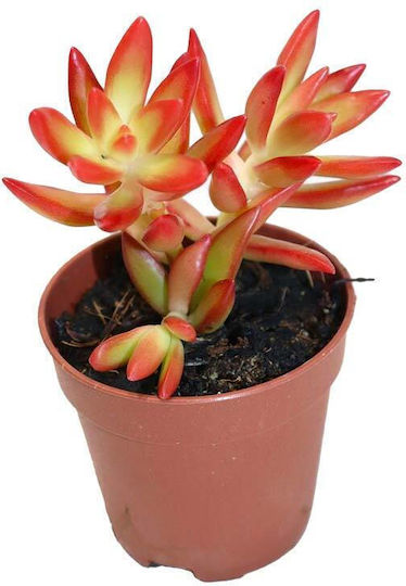 Sedum Firestorm 10,5cm Sedum Firestorm 10,5cm
