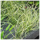Sagittaria Subulata Needle Leaf Φπ