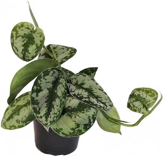 Scindapsus Pictus 'Trebie' 12 cm