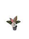 Philodendron 'pink Bikini' 6cm