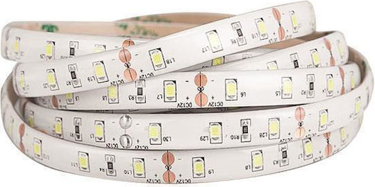 Eurolamp Ταινία LED 24V Ψυχρό Λευκό Φως 5m