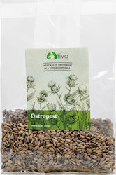 Tivo Distel 100gr