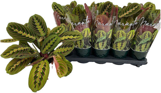 Maranta Fascinator 12cm