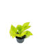 Epipremnum 'Neon' 12 cm