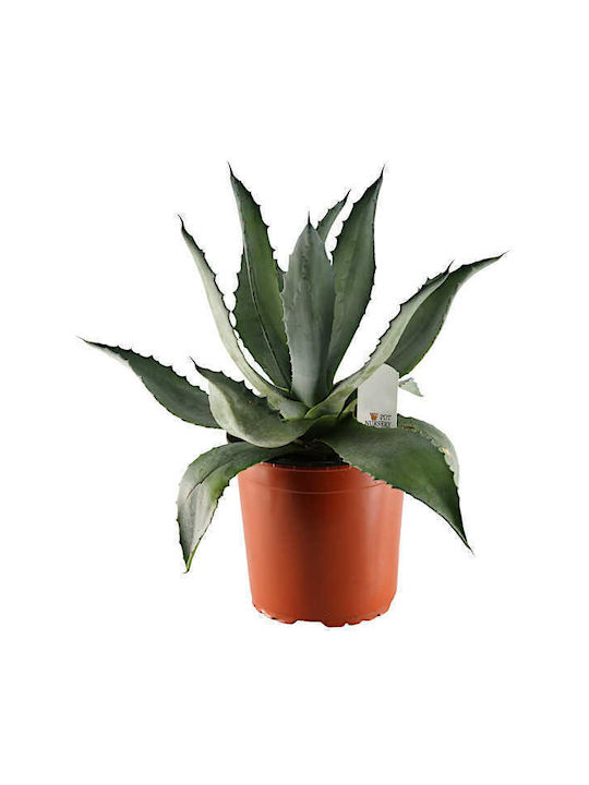 Oem Αγαύη Η Αμερικανική-αθάνατος Agave Americana Παχύφυτο 1.5 Lt Έως 15