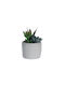 Künstliche Aloe-Pflanze 11cm Keramiktopf Ø7xh6,5cm